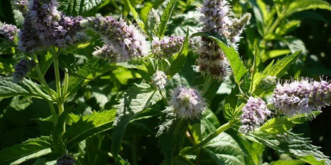 Кога да берем мента за сушене през 2021 г?